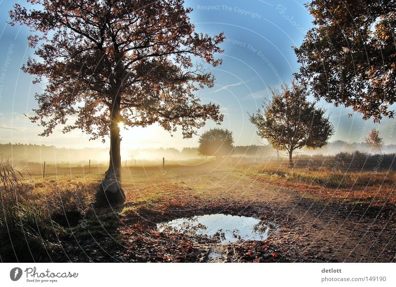 Early awakening Nature Heathland Tree Sun Sky Sunrise Puddle Hiking Fog Autumn October November To go for a walk Derelict Far-off places Blue Morning