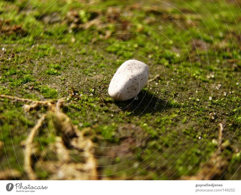 stone Summer Environment Nature Spring Beautiful weather Plant Moss Stone Stone floor White Bright Round Deserted Colour photo 1 Exterior shot Close-up