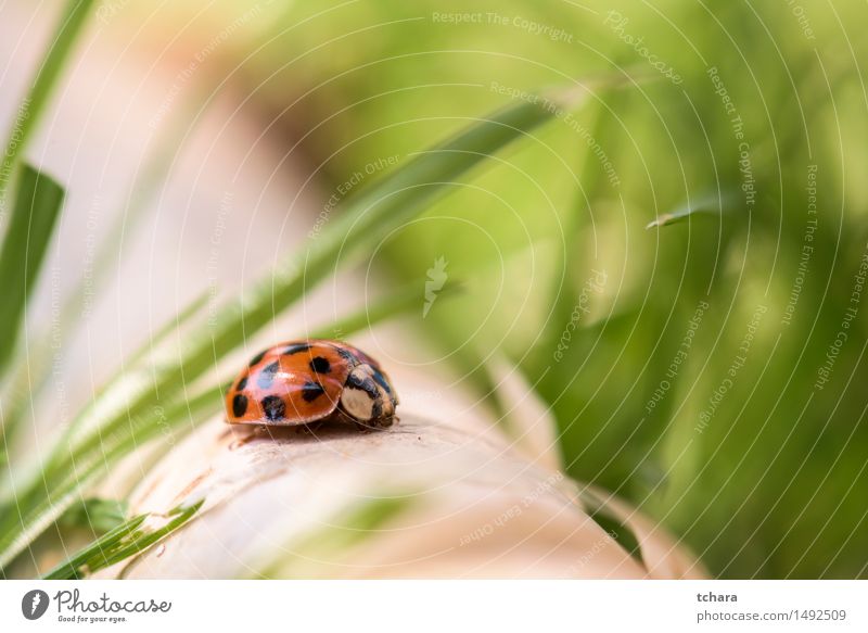 Ladybug Animal Garden Wild animal Beetle 1 Walking Small Green Orange Red Colour photo Close-up Macro (Extreme close-up) Copy Space right Shallow depth of field