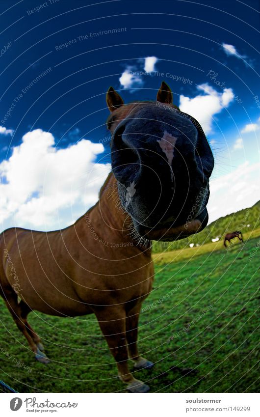 This is Tom... Horse Iceland Pony Meadow Icelander Pasture To feed Sky Grass Green Clouds Fisheye Wide angle Far-off places Nature Pair of animals Hatred Black