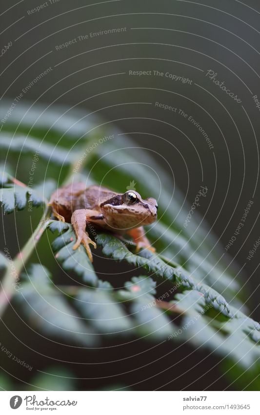 keep the overview Environment Nature Plant Animal Fern Leaf Wild plant Forest Wild animal Frog Grass frog Amphibian 1 Observe Hunting Crawl Wait Small Above