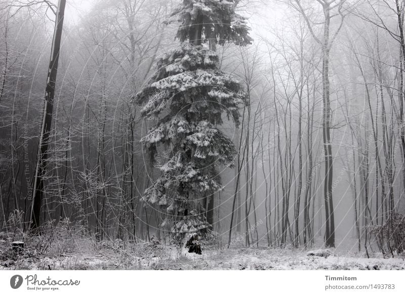 Strange in winter fur... Nature Winter Fog Snow Tree Forest Stand Cold Gray White loner Spruce Tree trunk Bleak Colour photo Subdued colour Exterior shot