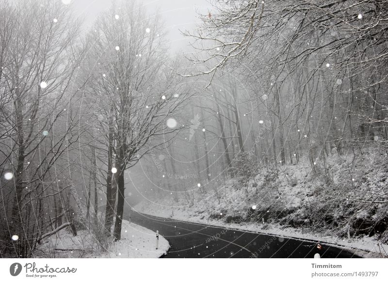 on the way. Nature Winter Weather Fog Snowfall Forest Street Curve Natural Gray Black Vacation & Travel Leaf Colour photo Exterior shot Deserted Day Flash photo