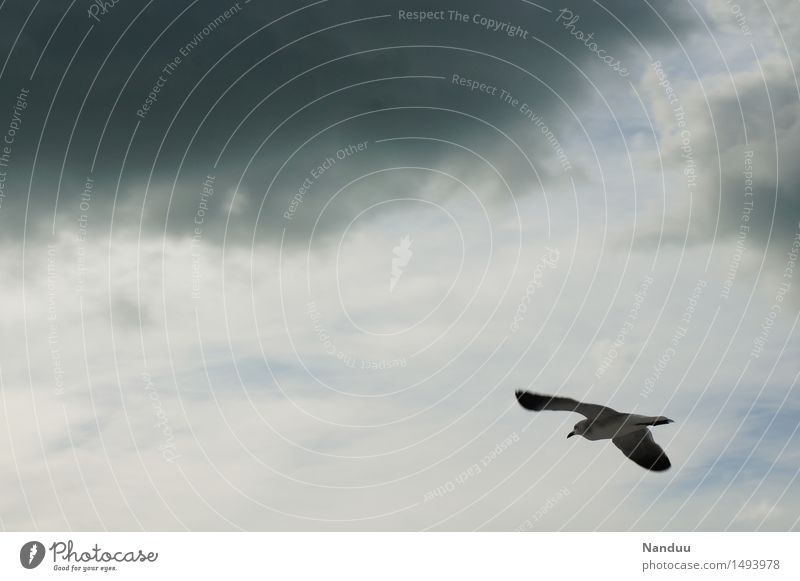 Bad weather front at 11 o'clock Environment Nature Weather Animal Wild animal Bird Seagull Flying Clouds Travel photography Gray Glide Sailing Navigation