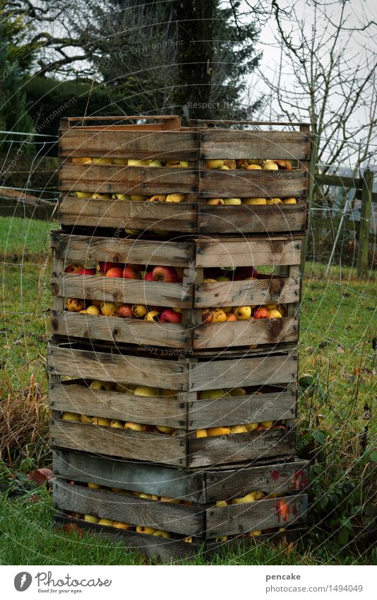 residual ramp Food Apple Nature Autumn Garden Authentic Natural Thrifty Tradition Logistics Apple harvest Fruit garden Crate Wooden box Plantation Late Harvest