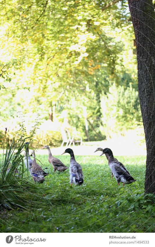 ente gut alles gut Nature Animal Wild animal Group of animals Environment Duck Bird Garden Tree Green In transit Moody Together Courtyard Farm Colour photo