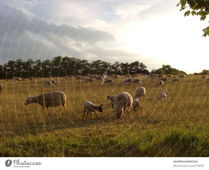 sheep Sheep Autumn Meadow Sun