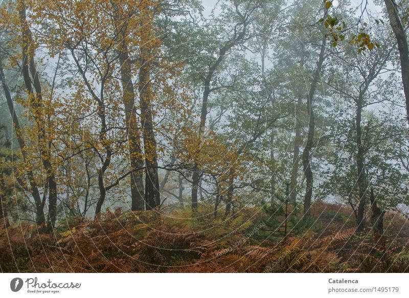 In sour weather in autumn foggy forest Cure Trip Hiking Environment Nature Landscape Plant Drops of water Autumn Climate Climate change Bad weather Rain Tree