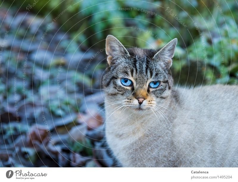 Blue-lick, blue-eyed cat Nature Plant Animal Winter Beautiful weather Ice Frost Grass foliage Garden Pet Cat Animal face Pelt Eyes 1 Catch To feed Hunting Jump