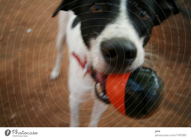 play instinct Dog Russell Terrier Playing Going Shadow Brown Red Black Neckband Eyes Earth Ground Bring Throw Movement Mammal Joy Sand jack Ball walk snort