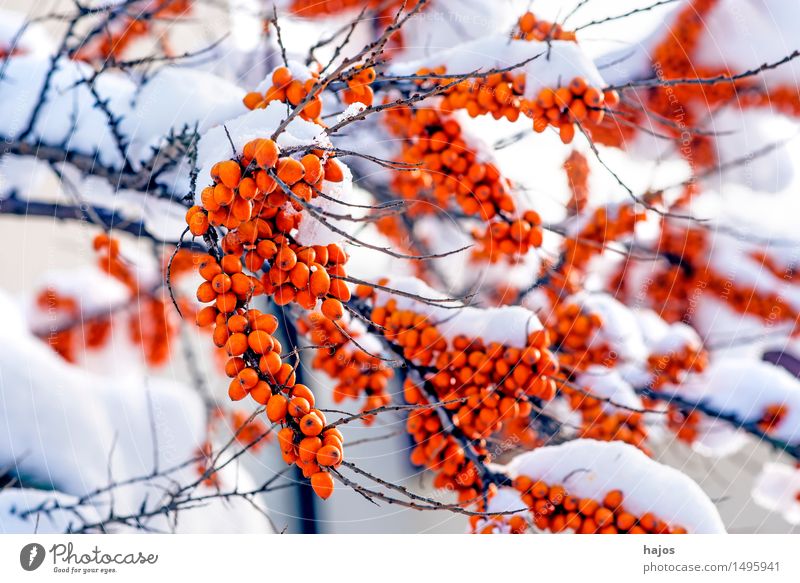 Sea buckthorn, ripe fruits in the snow Fruit Alternative medicine Winter Plant Climate Snow Bushes Agricultural crop Red Mature Seed head Berries Alpina snowcap