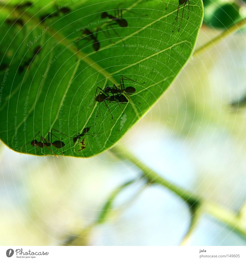communication platform Leaf Green Tree Bushes Branch Ant Nature Animal Meeting point Summer