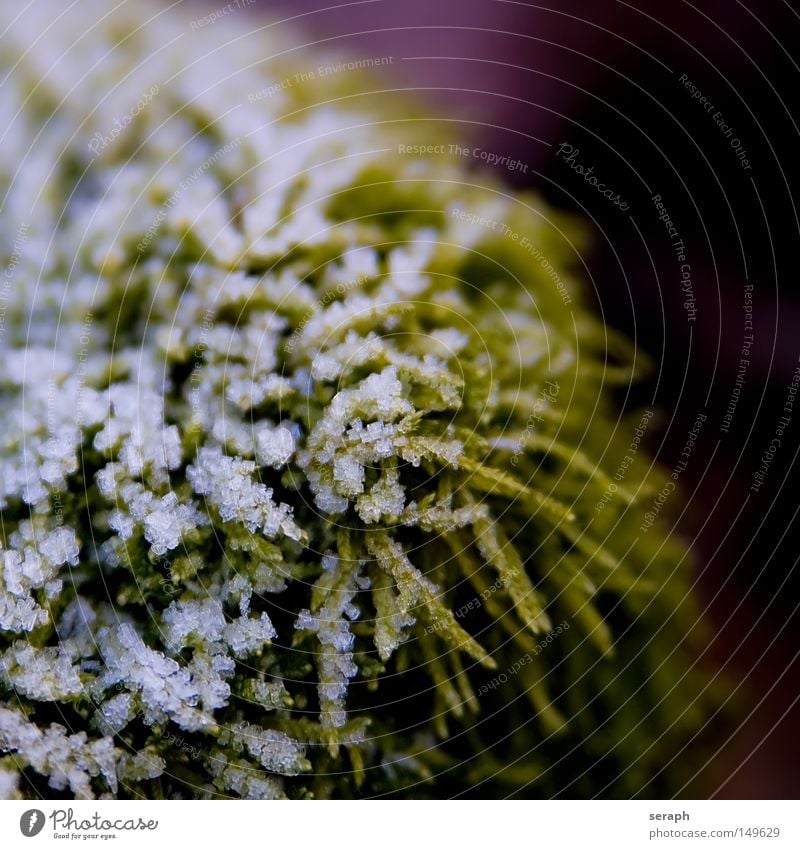 Frozen Plant Green Delicate Pattern Background picture Encalypta Structures and shapes Ground cover plant Spore Environment Environmental protection Symbiosis