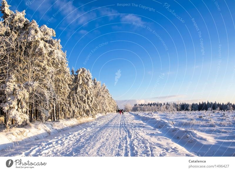Iced Venn Athletic Cross country skiing Trip Winter Snow Masculine Androgynous Family & Relations Group Nature Landscape Plant Cloudless sky Beautiful weather