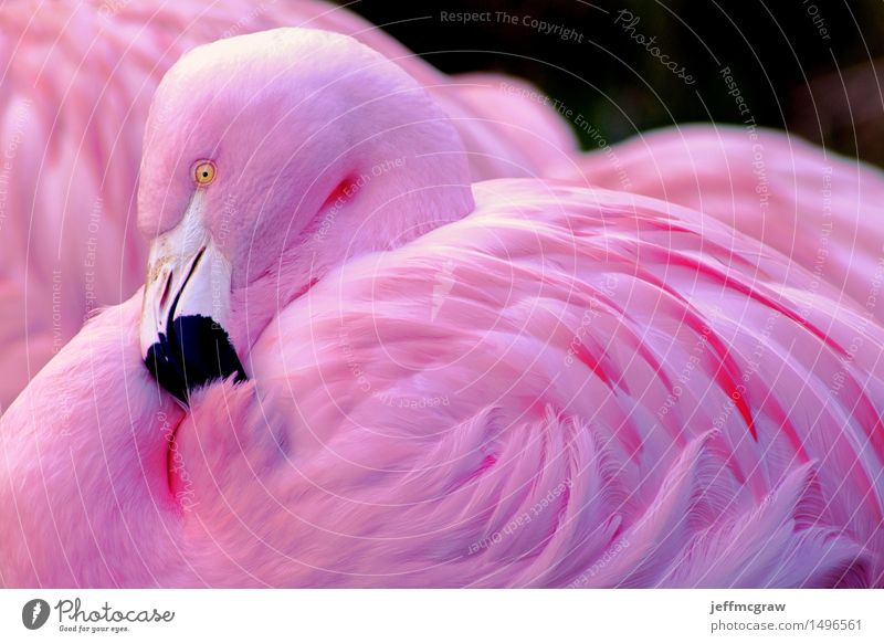 Ente Flamingo - DAWO-Shop