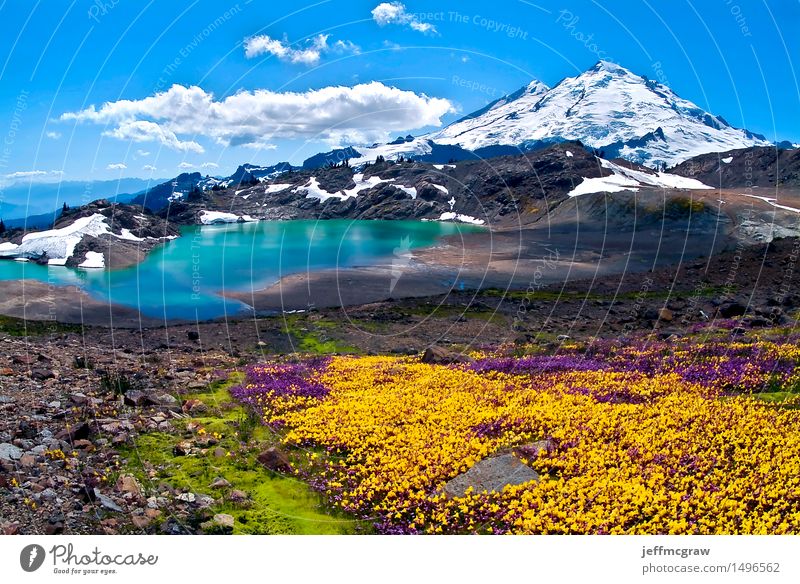 Wildflowers Blooming on Mount Baker Environment Nature Landscape Plant Earth Air Water Sky Clouds Sun Sunrise Sunset Sunlight Summer Flower Meadow Mountain