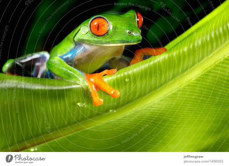 Red Eyed Tree Frog on Foliage Nature Plant Animal Leaf Pet Wild animal 1 Crouch Sit Cool (slang) Exotic Cute Beautiful Blue Green Orange Serene Colour photo