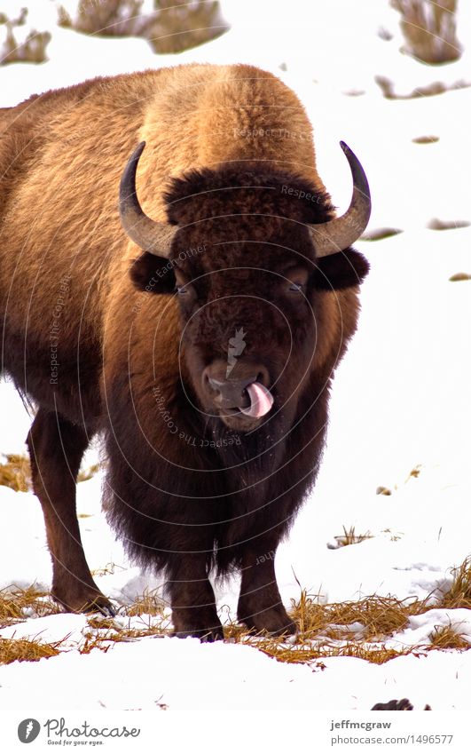 American Bison, Licking like it just Don't Matter Nature Animal Grass Wild animal Animal face 1 To feed Disgust Brash Sour Brown White Colour photo