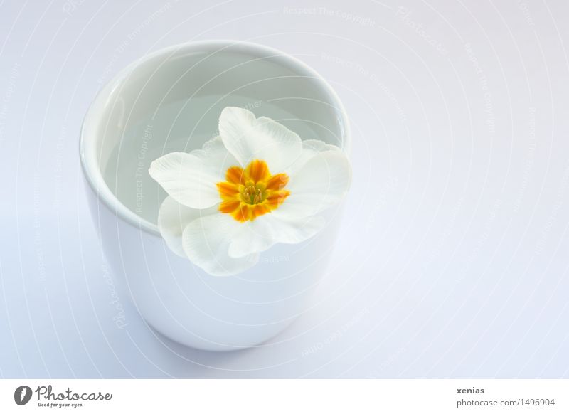 white primrose in cup with water Primrose Wellness Vase Yellow White Spring Interior shot Mug Water Neutral background Blossom Flower Plant Blossoming