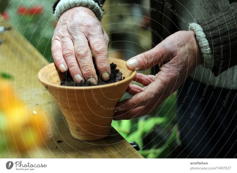 En paar Blome flanze Work and employment Profession Gardening Floristry Human being Masculine Male senior Man Senior citizen Life Arm Hand Fingers 1