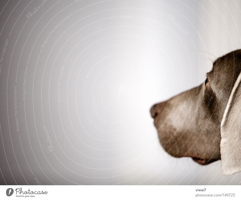 observation Dog Observe Alert Animal face Snout Nose Head Weimaraner Puppy Cute Ear Lop ears Calm Mammal Isolated Image Bright background Copy Space left