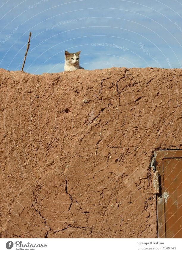 On the wall, on the lookout... Wall (barrier) Loam Cat Kitten Sky Beautiful weather Cute Sweet Summer Morocco Warmth Cozy Relaxation Crack & Rip & Tear Pet