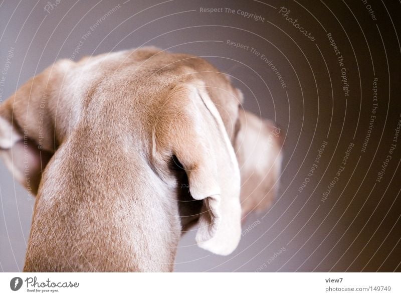 back of the head Dog Alert Pelt Snout Nose Head Weimaraner Puppy Cute Ear Lop ears Calm Beautiful Mammal Rear view Dog's head Isolated Image Copy Space right