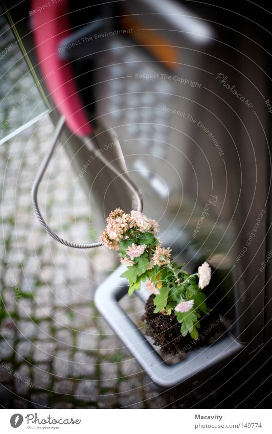 The new Telekom Colour photo Exterior shot Shallow depth of field Telecommunications Call center Telephone Cable Plant Flower Pot plant Small Town Metal