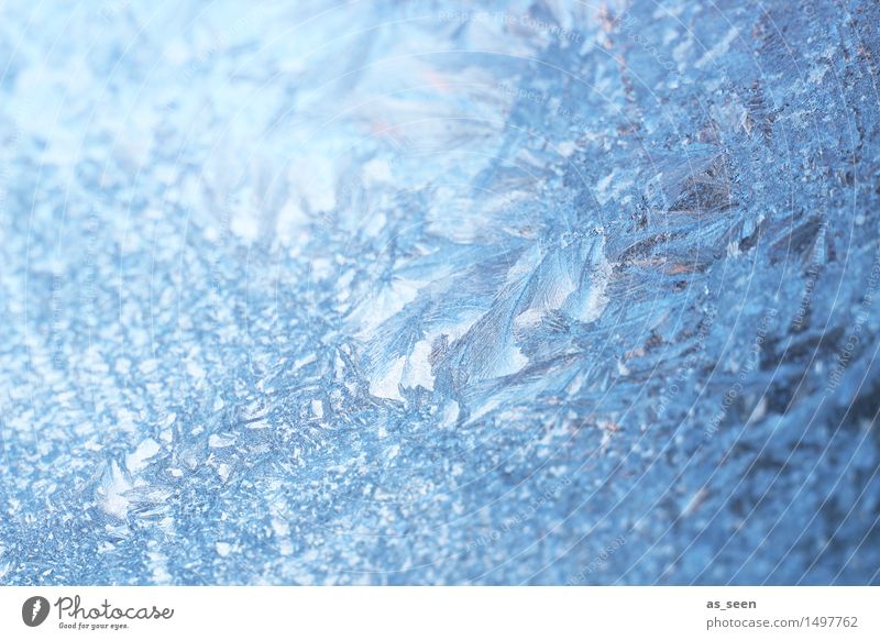 ice flowers Style Design Harmonious Winter Snow Winter vacation New Year's Eve Climate Climate change Weather Ice Frost Freeze Glittering Illuminate Esthetic