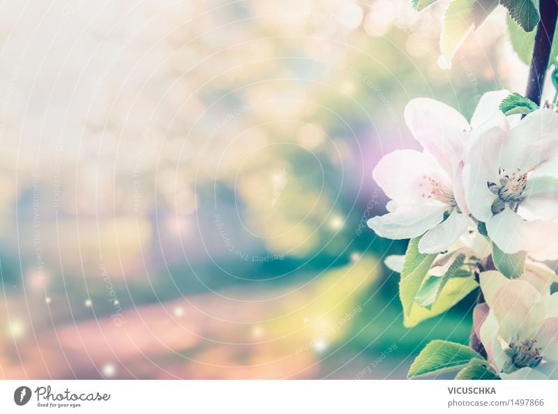 Spring background with white tree blossoms Design Summer Garden Nature Plant Sunlight Beautiful weather Tree Leaf Blossom Park Blossoming Pink Moody