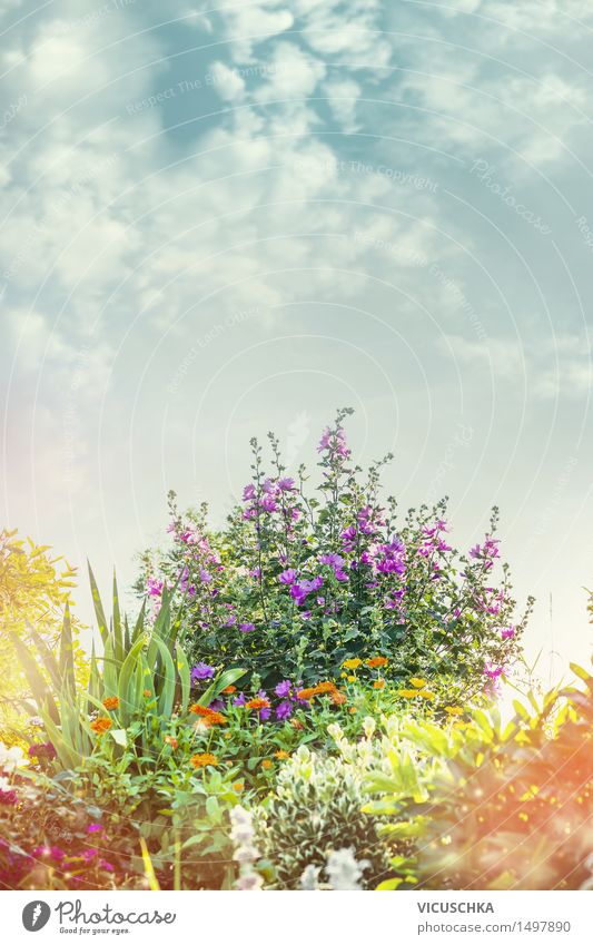 Summer Garden with flower bed Design Decoration Nature Plant Sky Sunlight Spring Autumn Beautiful weather Flower Grass Bushes Leaf Blossom Park Blossoming