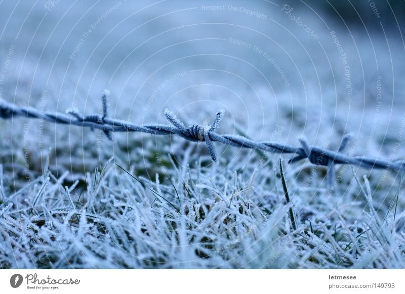 Frozen Wire Barbed wire Frost Snow Grass Pasture fence Mountain meadow White Fear Penitentiary Winter trip wire