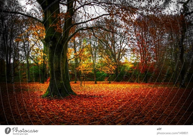 all good things come to an end Autumn Orange Tree Decline Yellow Green Urban forest Seasons End Nature Leaf Vignetting HDR a0f falling leaves autum Beautiful