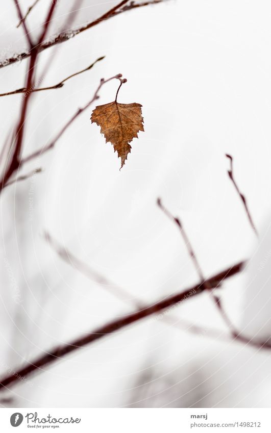 Stubborn thing Nature Winter Ice Frost Snow Leaf Birch leaves Branch Cold Broken Rebellious Brown Willpower Connectedness Suspended Get stuck Autumnal