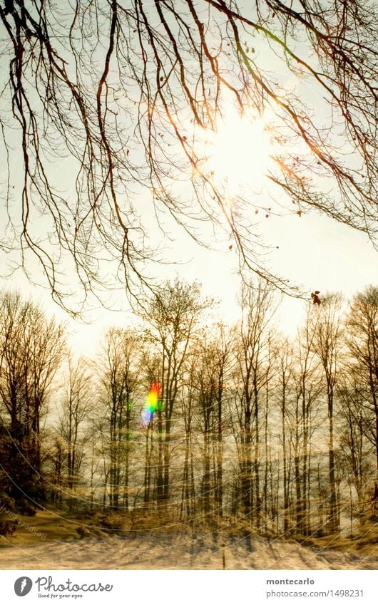 play instinct| playing is fun Environment Nature Plant Air Sky Sun Winter Beautiful weather Ice Frost Tree Bushes Forest Double exposure Wood Authentic Bright
