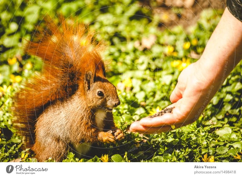 Feeding time II Nature Meadow Wild animal Squirrel 1 Animal To feed Friendliness Cute Brown Yellow Green Orange Black Acceptance Trust Hand Foraging