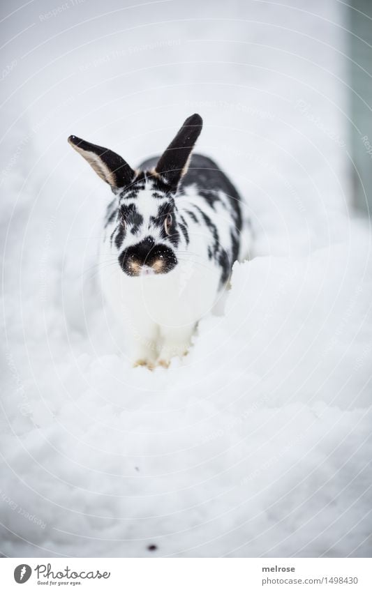 I'm coming schoooon ... Easter Winter Snow Garden Pet Animal face Pelt Paw Hare ears Mammal Rodent Hare & Rabbit & Bunny Pygmy rabbit rabbit face Snout 1