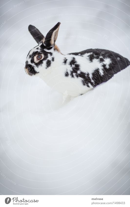 lateral entrants Style Pet Animal face Pelt Pygmy rabbit Hare & Rabbit & Bunny Rodent Mammal Hare ears Snout 1 Mountain hare Relaxation Sit Friendliness