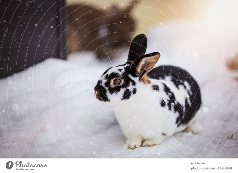 M O D E L - Ambitions Elegant Style Easter Snow Snowfall Pet Animal face Pelt Paw Hare & Rabbit & Bunny Hare ears Rodent Mammal Rabbit's foot 1 Flare
