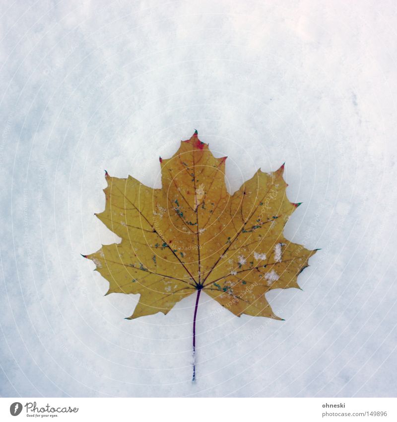 ..., autumn and winter Winter Snow Autumn Ice Frost Leaf Cold White Transience Maple tree November Snowflake Powder onset of winter Canada Thank you Carl