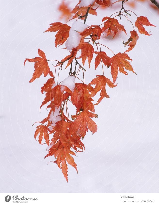 Maple leaves in winter Winter Plant Snow Tree Leaf Garden Park Forest Hang Cold Brown Yellow Red White maple leaves Hoar frost Ice Branch January February Twig