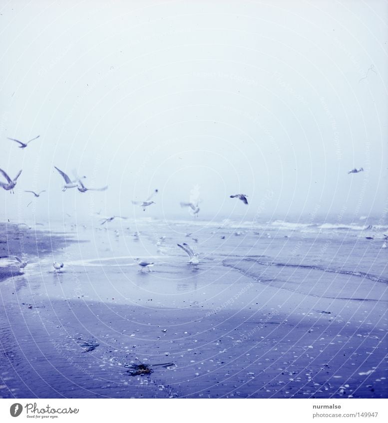 Sea gull's sky Beach Seagull Fog Baltic Sea Sky Winter North Nordic Fresh Ocean Sea water Sand To feed Flying Flock of birds To fall Crash Beak Wing Animal Bird