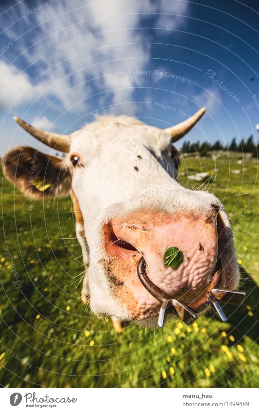 fashionable bull Vacation & Travel Tourism Trip Adventure Summer Summer vacation Mountain Hiking Nature Meadow Animal Farm animal Cow 1 Joy Happy Happiness