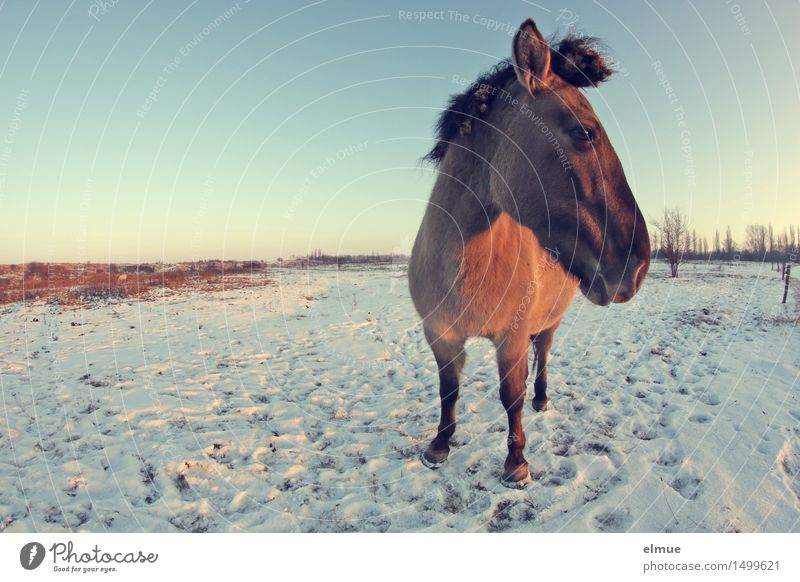 Sunset Cloudless sky Sunrise Sunlight Winter Snow Horse Wild horses Comic strip character Observe Communicate Stand Exceptional Hip & trendy Near Blue Brown