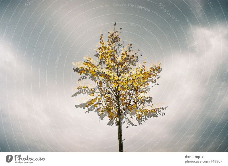 double Tree Leaf Yellow Gray Shadow Middle Nature Clouds Sky Autumn Branch Double exposure Analog flash