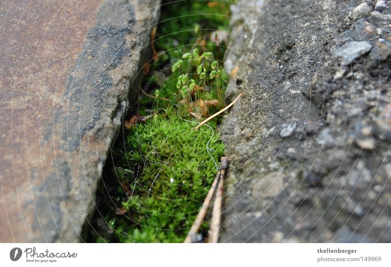 Head through the floor Plant Plantlet Little tree Rung Growth Moss Stone Asphalt Concrete Nature Fir tree Fir needle Floor covering Ground Earth Valley