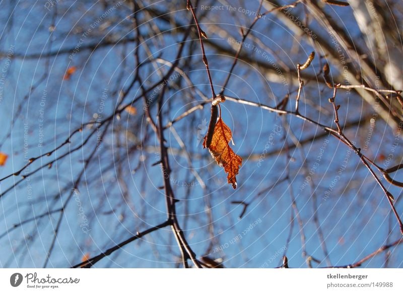 solitary Leaf Tree Branch Twig Wood Firewood Heat Sky Blue Red Brown Heavy Feeble Nature Autumn Winter Clouds Shoot Loneliness Individual Background picture