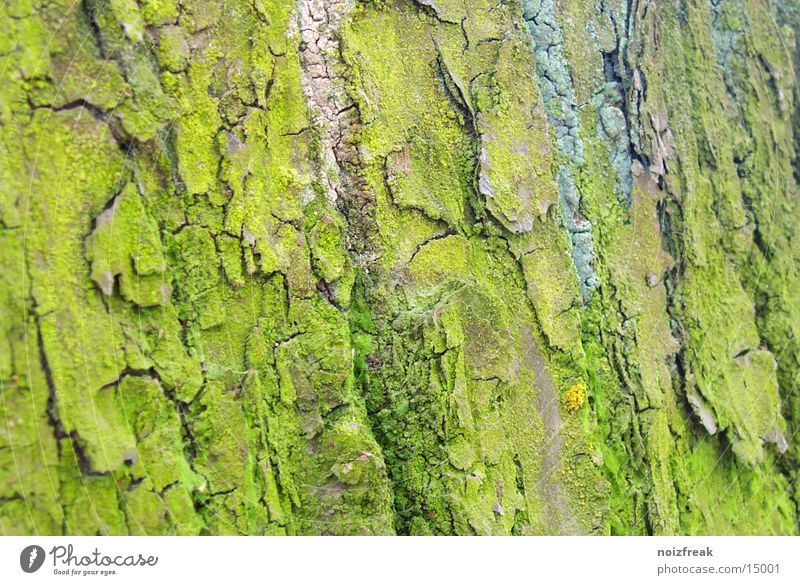 weather side Tree Green Tree bark Weather Nature Moss