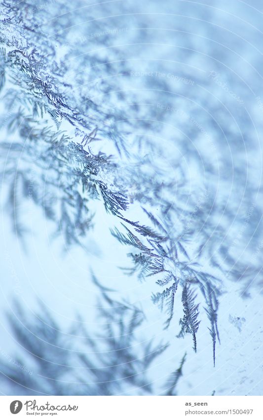 ice crystals Design Harmonious Calm Winter Snow Winter vacation New Year's Eve Environment Climate Climate change Weather Ice Frost Ice crystal Freeze