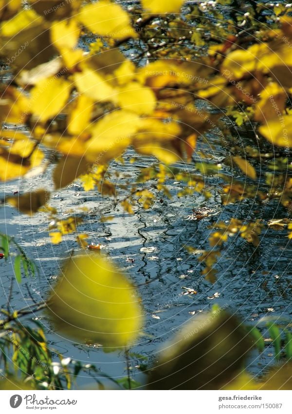 seven.beautiful Autumn Leaf Tree Contrast Nature Waves Water Movement sunny day